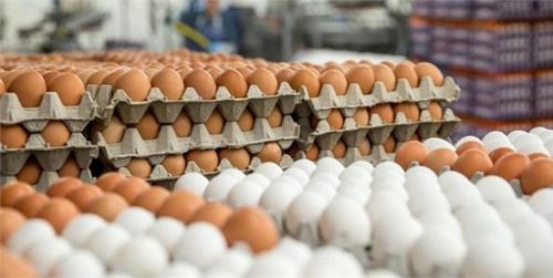  هشدار درباره کاهش تولیدتخم مرغ در ماه های آینده/ جوجه‌ریزی دوباره کاهش یافت 
