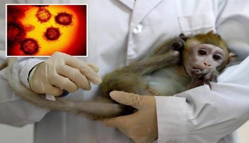  آبله میمونی؛ بیماری واگیردار دیگر با مبدأ چین