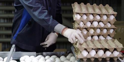  برنامه‌های غلط وزارت جهاد بازار تخم‌مرغ را به هم ریخت