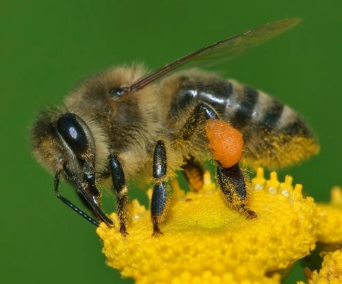 آفت‌کش‌ها، بلای جان زنبورهای عسل