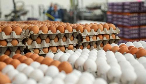  هر شانه تخم مرغ به ۴۵ هزار تومان رسید