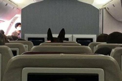  نشاندن سگ آمریکایی روی صندلی در پرواز جنجالی +عکس