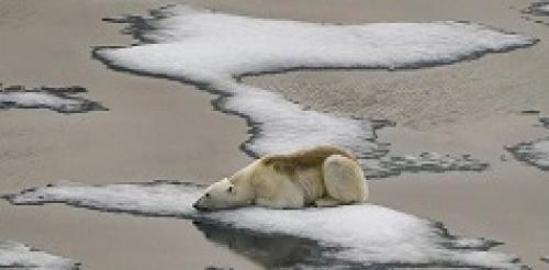 عکسی دردناک از قطب شمال