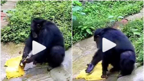 لباس شستن یک شامپانزه خبرساز شد 
