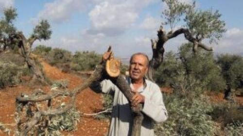 اسرائیل ۲ میلیون و ۵۰۰ هزار درخت را قطع کرده است