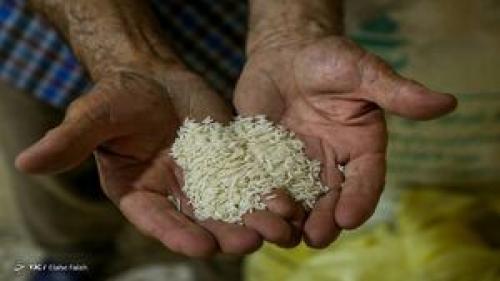  واردات ترمز گرانی برنج ایرانی را کشید