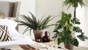 علائم کمبود نور در گیاهان آپارتمانی