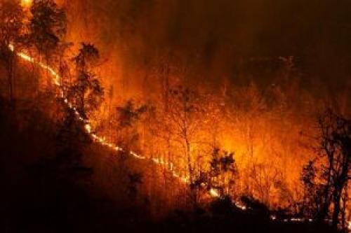  آتش‌سوزی جنگل «ساتره» چالوس مهار شد
