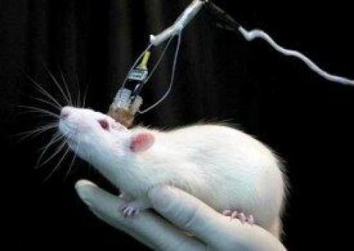  موی بدن موش یک حسگر اپتیکی قوی است