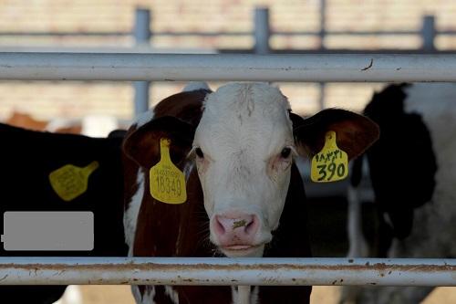 اقدامات دولت برای کاهش هزینه تولید گوشت قرمز و شیرخام