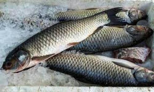 افزایش قیمت ماهی و کنسرو ماهی 