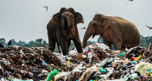 مرگ فیل‌ها به خاطر خوردن زباله‌