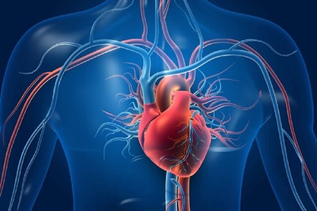  نقش قابل‌ توجه یک مولکول در پیشگیری از سکته قلبی