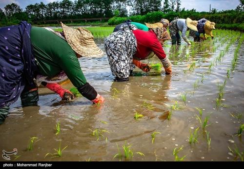  ریشه گران‌فروشی برنج ایرانی کجاست؟
