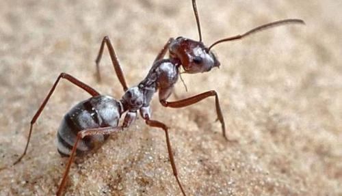 کشف رفتاری جالب در مورچه ها
