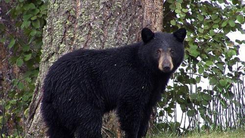  نجات یک زن از حمله خرس سیاه