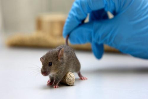  سویه‌های جدید کووید-۱۹ موش‌ها را آلوده می‌کند