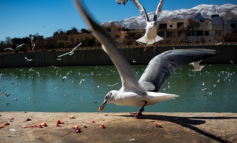 کوچ مرغان دریایی -شیراز 