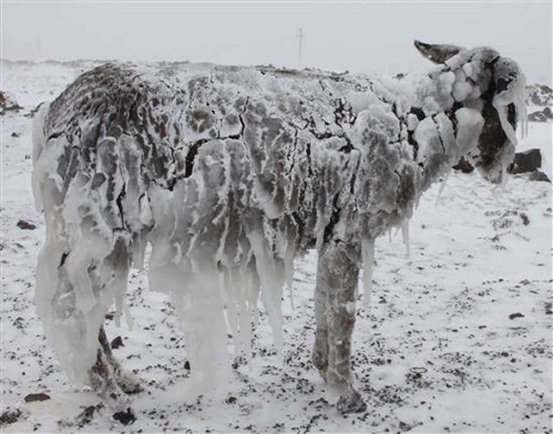 یخ زدن الاغ ها از شدت سرما در ترکیه