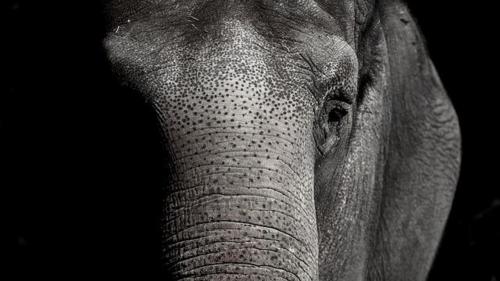  کشته شدن یک توریست توسط فیل