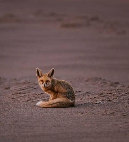 تصویری زیبا از کوچکترین روباه ایران