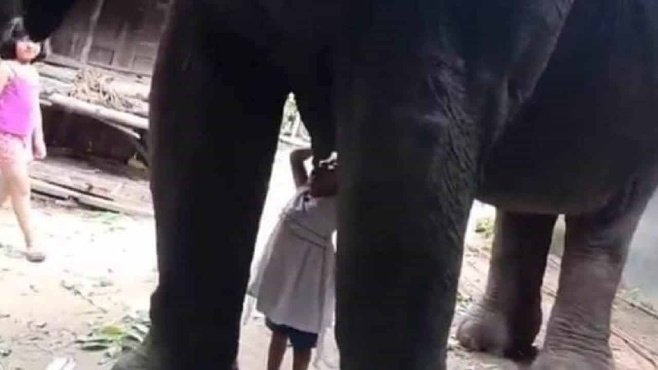 شیر خوردن کودک خردسال از فیل مادر