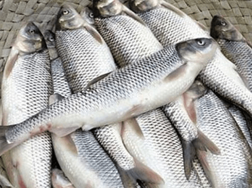 قیمت روز ماهی در بازار +جدول