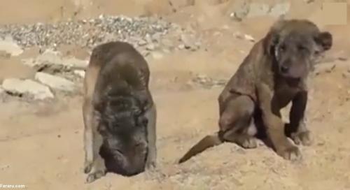 حیوانات عجیبی شبیه شیر و سگ در عراق! +فیلم 