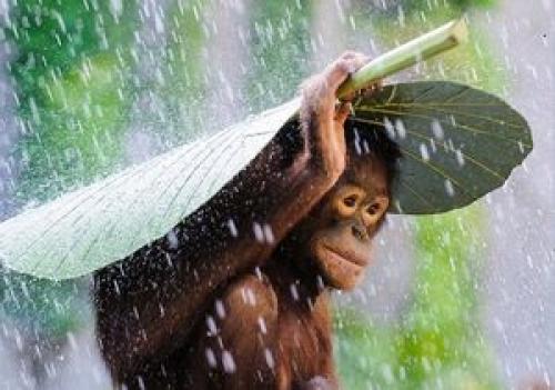 عکس/ چتر خاص میمون