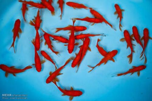 خطرات ماهی قرمز برای کودکان 