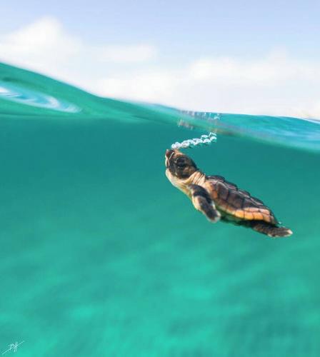 عکس/ شنای لاک‌پشت در آب