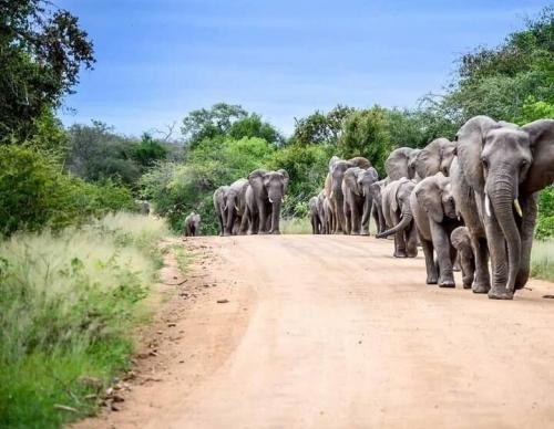 عکس/ رژه فیل‌ها در آفریقا