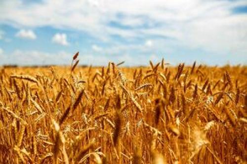  روسیه صادرات گندم را ممنوع کرد
