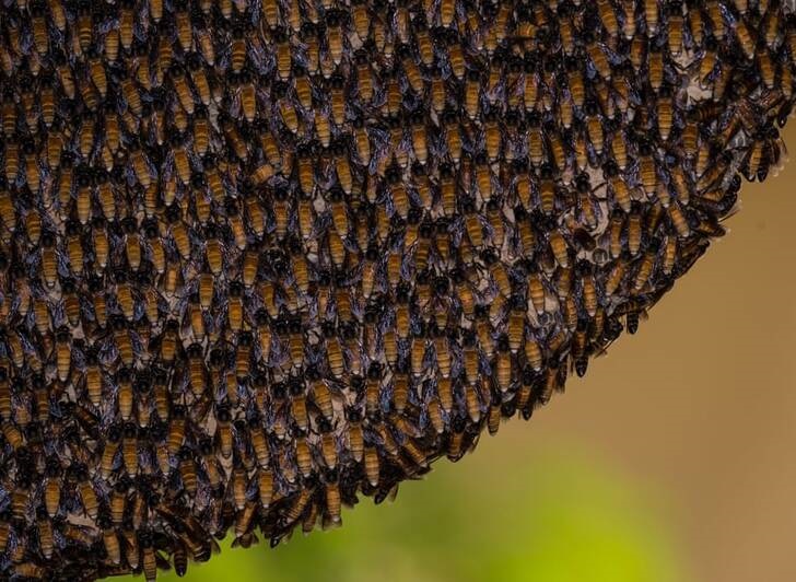 عکس/ دورهمی دیدنی زنبورها