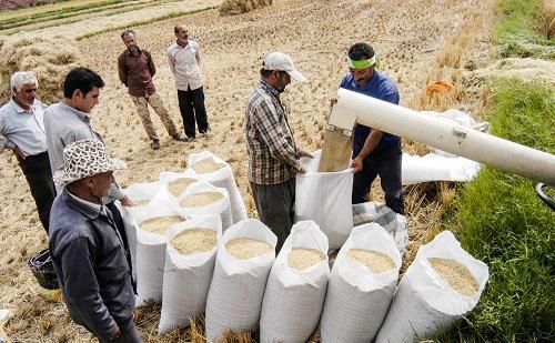  آوار آمارهای نادرست تولید و مصرف برنج بر سر مردم/سرانه مصرف بالاست؟