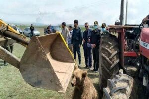 بازداشت مقصر تلف شدن یک قلاده خرس