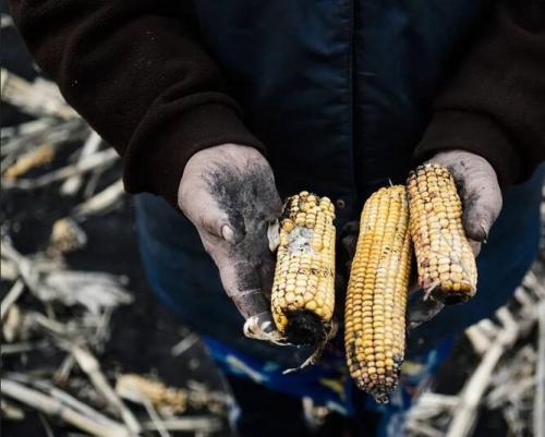 یک بحران قریب‌الوقوع: ذخایر غذایی اروپا به زودی تمام می‌شود / روزهای سخت در انتظار اتحادیه اروپا