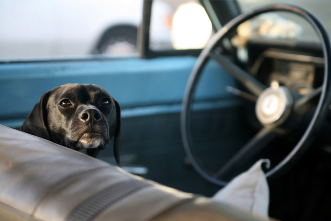  جریمه سگ‌گردانی در خودرو کمتر از هزینه غذای سگ