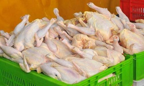 پیش بینی 60 هزار تن مرغ منجمد برای ماه رمضان 