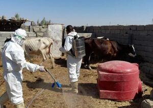  افزایش مبتلایان به بیماری تب کریمه - کنگو در عراق