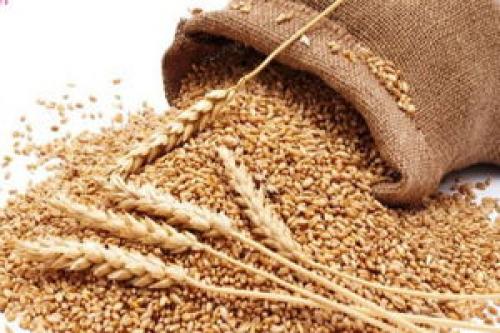  هند صادرات گندم را ممنوع اعلام کرد
