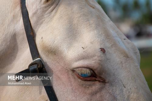 عکس/ چشم زیبای اسب ترکمن