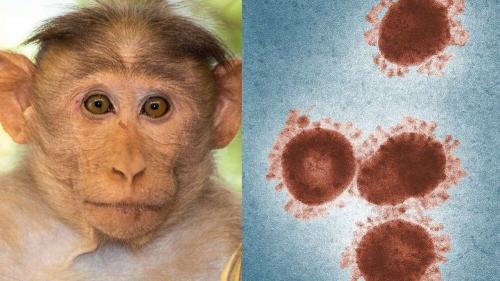  آشنایی با بیماری آبله میمون