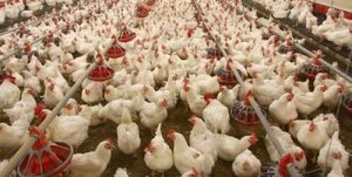  ۳ پیشنهاد برای تأمین مالی تولیدکنندگان‌ مرغ‌