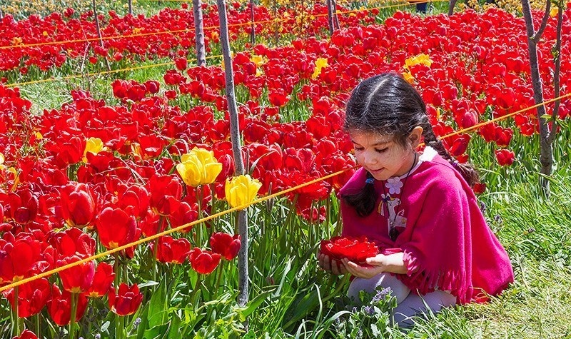  مزرعه گل های لاله در روستای اسپره خون 