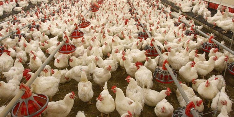 تسهیلات حمایتی به تولید کنندگان مرغ