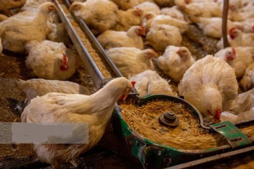  حذف تعرفه‌های صادراتی مرغ و تخم‌مرغ/ تدارک برنامه کامل برای تولید جوجه یکروزه