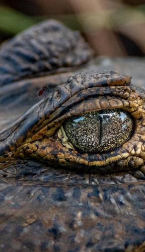 عکس/ چشم تمساح را ببینید