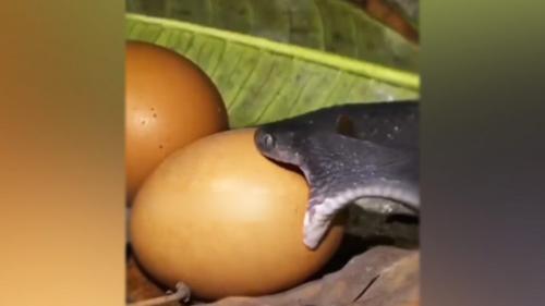 توانایی یک مار کوچک در بلعیدن کامل تخم مرغ 