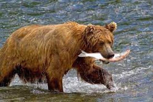  ماهی گیری خرس‌ها